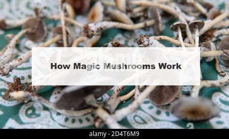 The Legal Landscape of Magic Mushrooms: A Global Overview